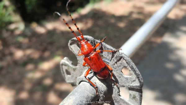 《彰化》登山逛市集｜臥龍坡步道環藤山步道202503222740510