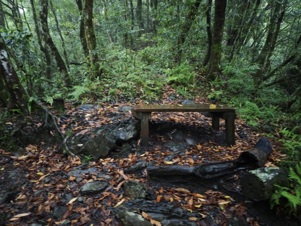 2025_0525 鎮西堡巨木群步道（B區）2797707