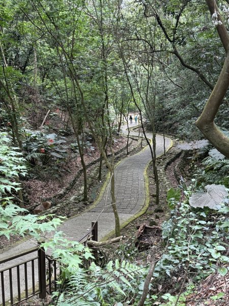 挑水古道附近古道串聯+藤山步道202505032784333