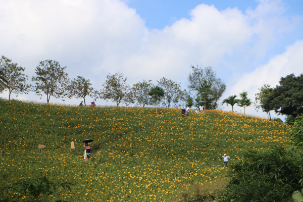 2025-05-19 彰化花壇虎山巖賞金針花─北白沙坑站→虎山巖牌樓→虎山巖金針花海→虎山巖→虎山岩步道→縱貫線監理站