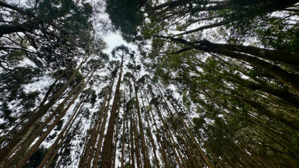 忘憂森林.金柑樹山2668874