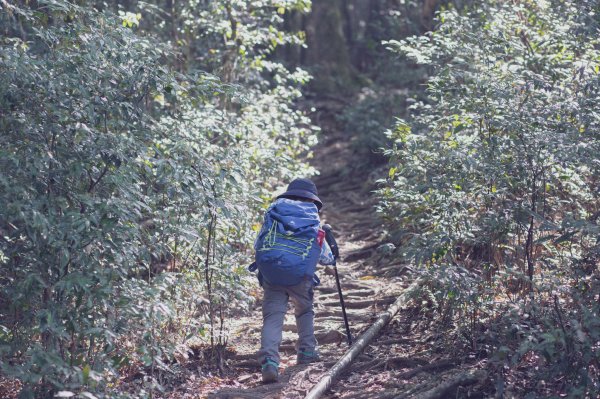 塔曼山 (Mt. Taman)。雲霧中的魔戒森林1331322