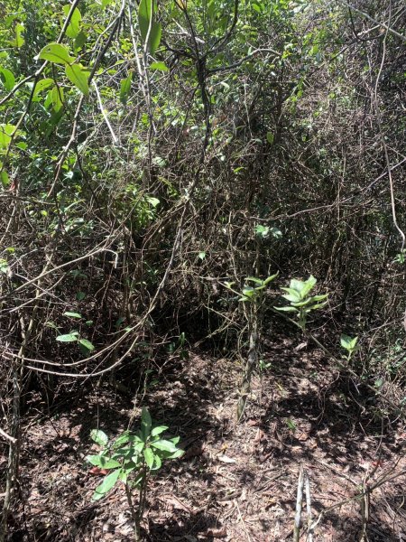 20250531屏東武潭山2803187