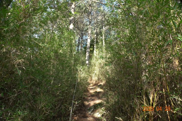 南投 仁愛 武法奈尾山2133748