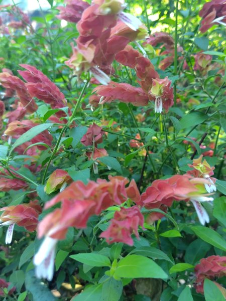 達娜伊谷-里美避難步道-巨石板步道-約富霓2788595