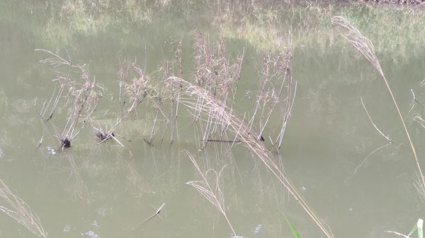 2020 2/4 虎頭埤878924