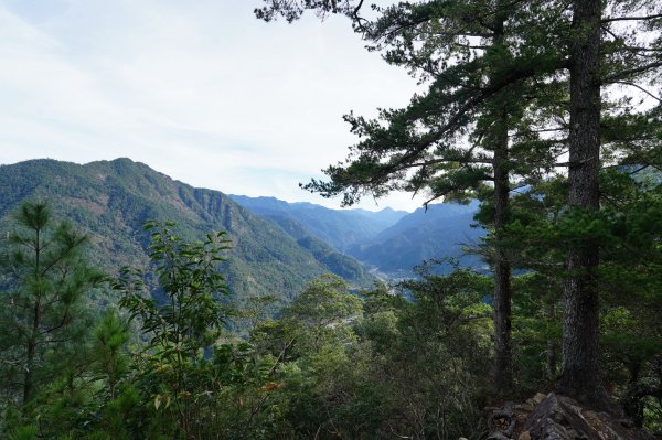 臺中 和平 阿冷山2645981