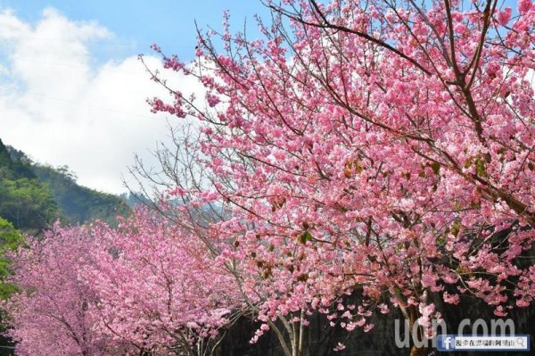【新聞】影／阿里山區櫻花季綻放 私房景點「櫻吹雪」絕美曝光