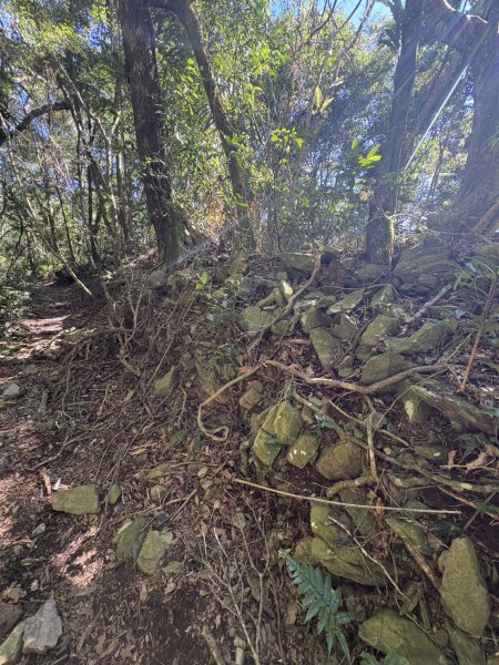 20251116鳴海山、網子山登山步道2938388