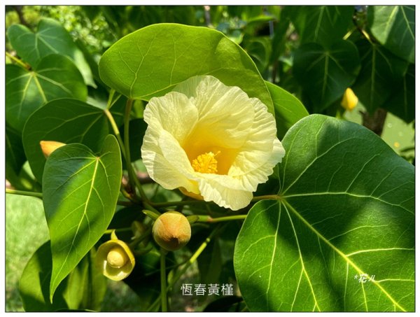 恒春黄槿の花開2906610