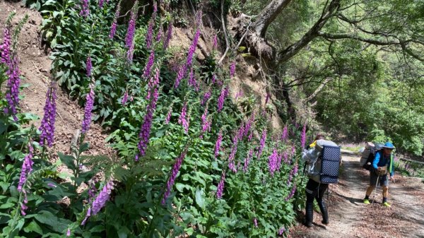 楠梓仙溪上南玉山1373068