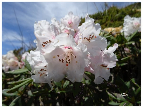 石門山/杜鵑花開1367768