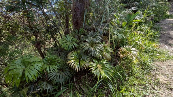 114.06.28內平林山-番子坑山-平湖森林遊樂區之O型2824249