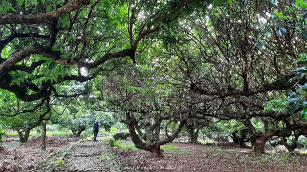 《彰化》果園古道｜廣天宮隴頂古道到鳳山寺O繞202509142884038