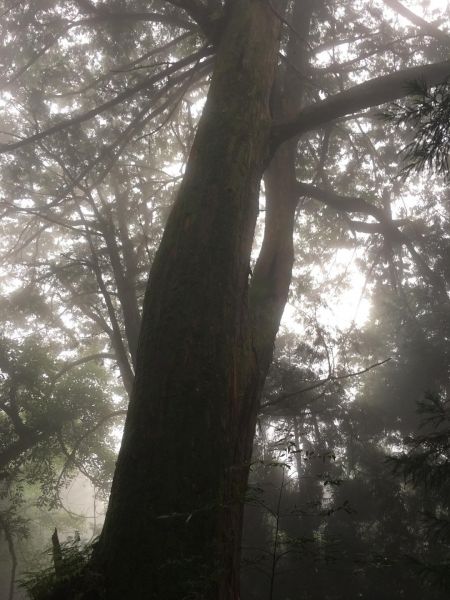 觀霧檜山巨木森林步道171777