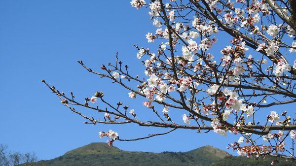 雲山水花鳥蝶 - 天龍國阿伯的日常 3/52053148