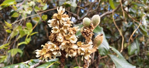 2025/01/30_白冷山步道2702106