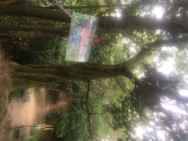 鳶山三連峰O繞一圈（三峽老街祭五臟廟 #鳶山 #鳶山東峰 #鳶尾山 #鳶山岩 #三峽老街2683256