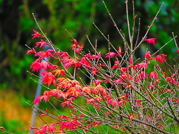 2019竹子湖海芋季 來一場幸福的相芋555456