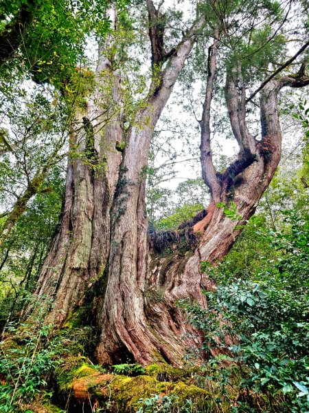 鎮西堡巨木群步道(B區)-(新竹)臺灣百大必訪步道3007841