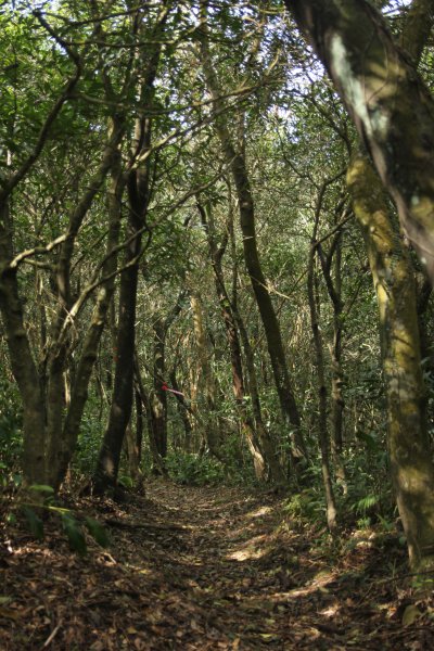 淡蘭古道北路坐山望海1253886