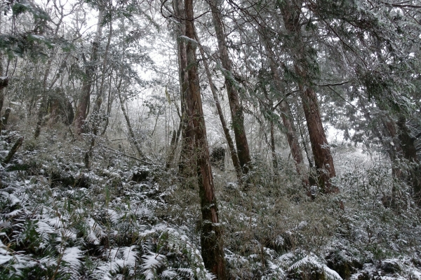 下雪。見晴懷古步道2018.02.03263912