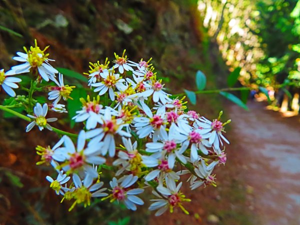 如童話般的森林步道-武陵桃山瀑布步道1190803