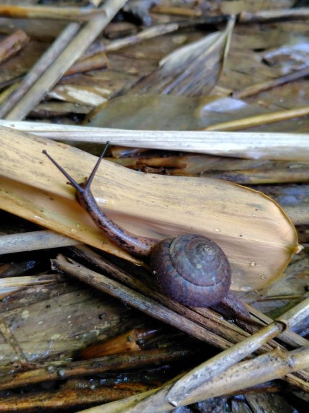 九彎仔步道2816549