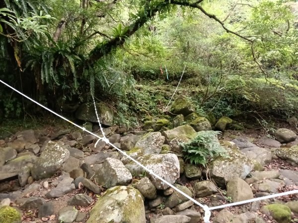 雙溪區中坑古道西線+中坑西山+內盤山土地公廟+中坑古道P字走2895322