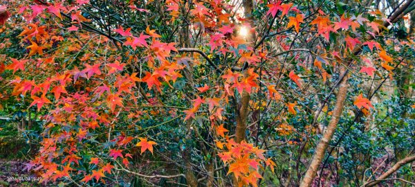 #花卉試驗中心 #永公路500巷 #平菁街42巷 #原住民公園 #士林官邸 1/42976575