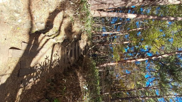 濟州島漢拏山-靈室路線上2942631