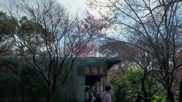 Cherry Blossom Season2013602