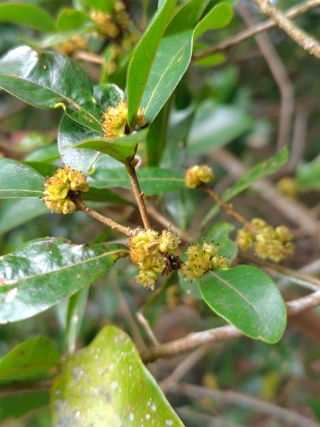 多納六秀 足母山 鬼斧神工一線天 德德山2953035