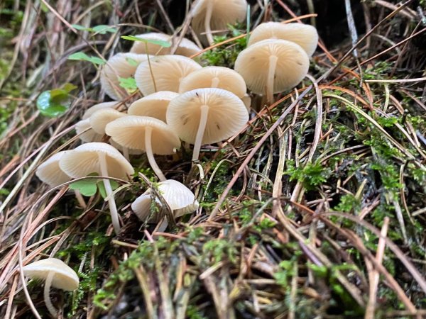 塔塔加黑森林2668043