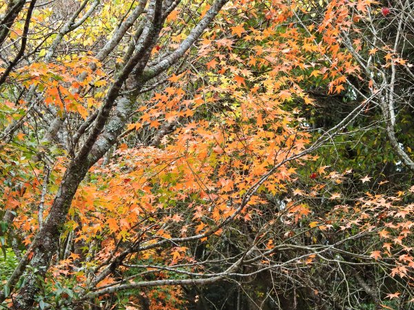 稍來賞楓+船形山步道202111281545510