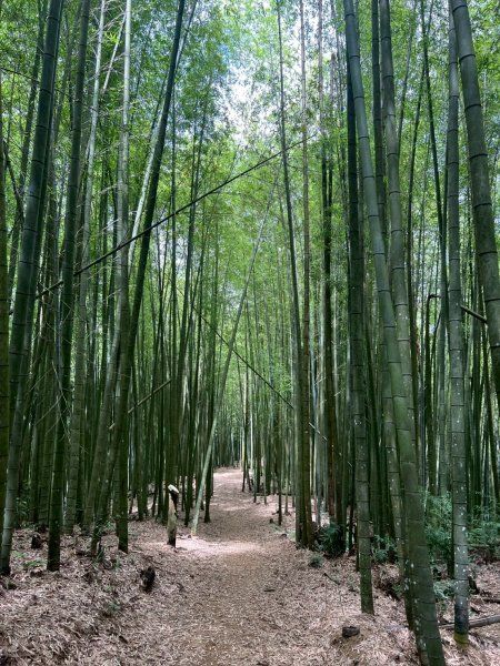 嵐山再古坑。五元兩角 木馬古道2806158