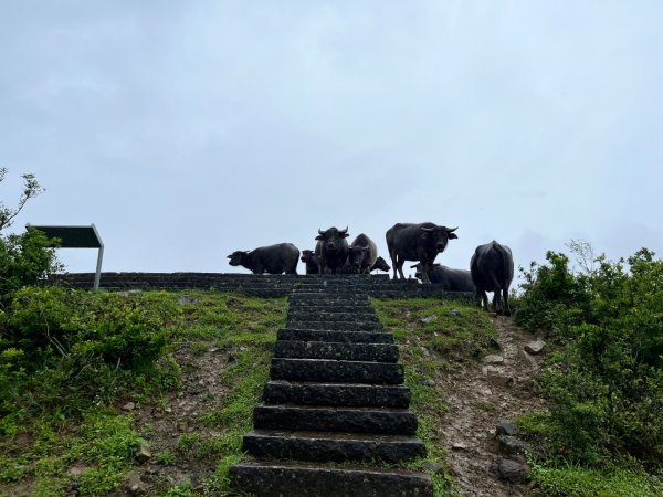 20250507_桃源谷步道2855874