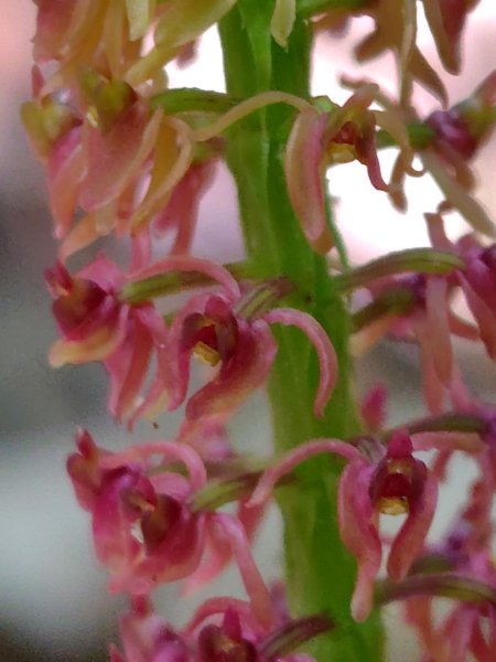 九彎仔步道2816554