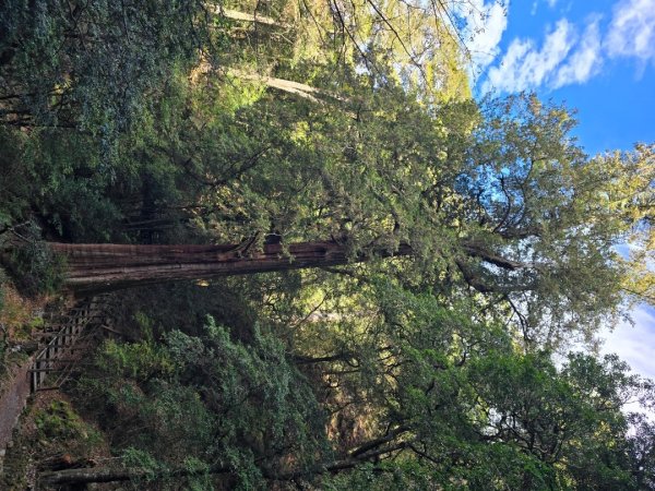 大雪山國家森林遊樂區賞楓／看神木／賞雪白山頭／賞大景2974299