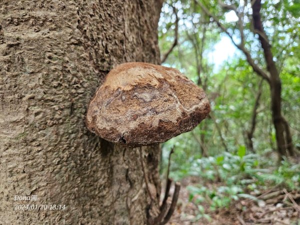 東勢大崙、東勢坑山、觀音湖山O走2986243