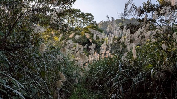 大橫屏山步道2977359