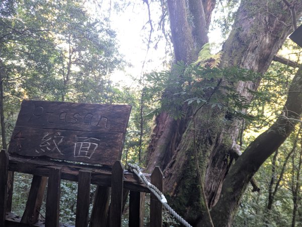 2026.01.03－鎮西堡B區神木群2981162