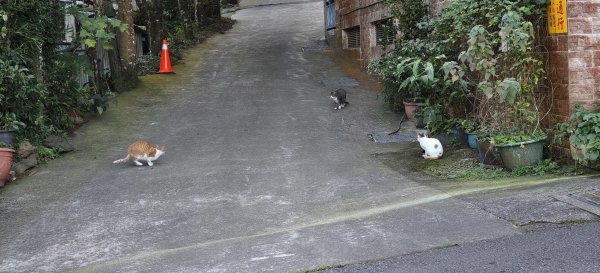 2025/11/22_五指山橫向登山步道+仙洞步道 O型2944192