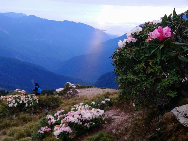 賞心悅目～賞高山玉山杜鵑1374469