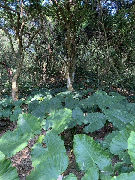 20251122高雄竹山口山2945305