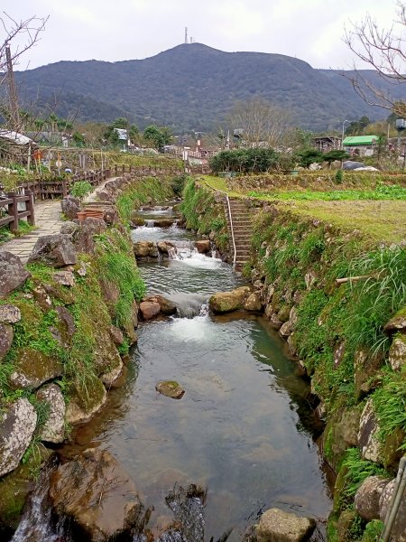 陽明山竹子湖賞海芋【齊心鞋力向前走】2009445