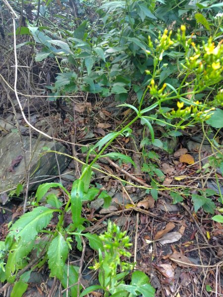 多納六秀 足母山 鬼斧神工一線天 德德山2953049