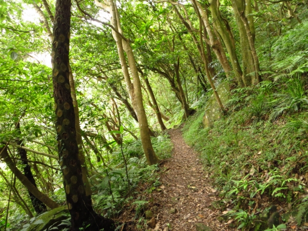 觀音山連峰暨硬漢嶺相關景觀65224