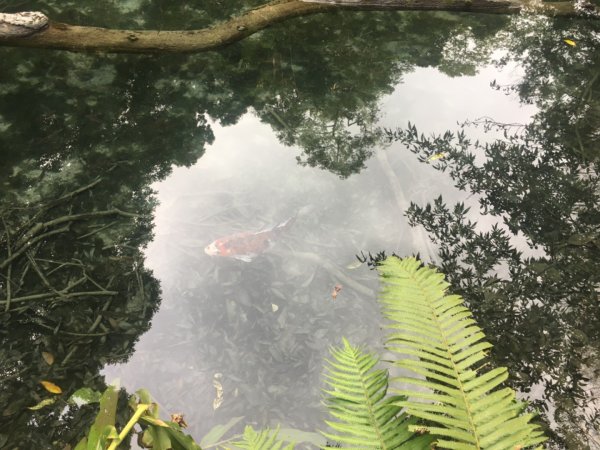 四十二份湧泉2723159