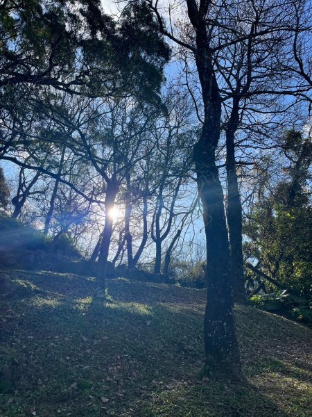 幸福五感森林癒2694319